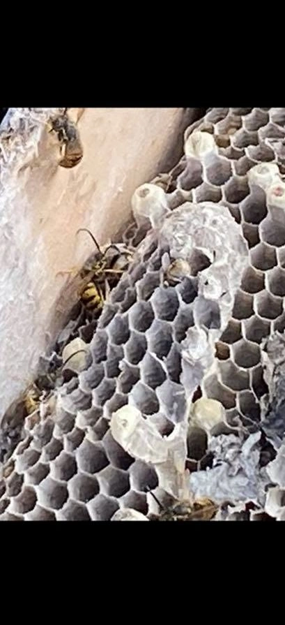 Residential pest treatment performed by Bingville Pest Control in Savannah GA