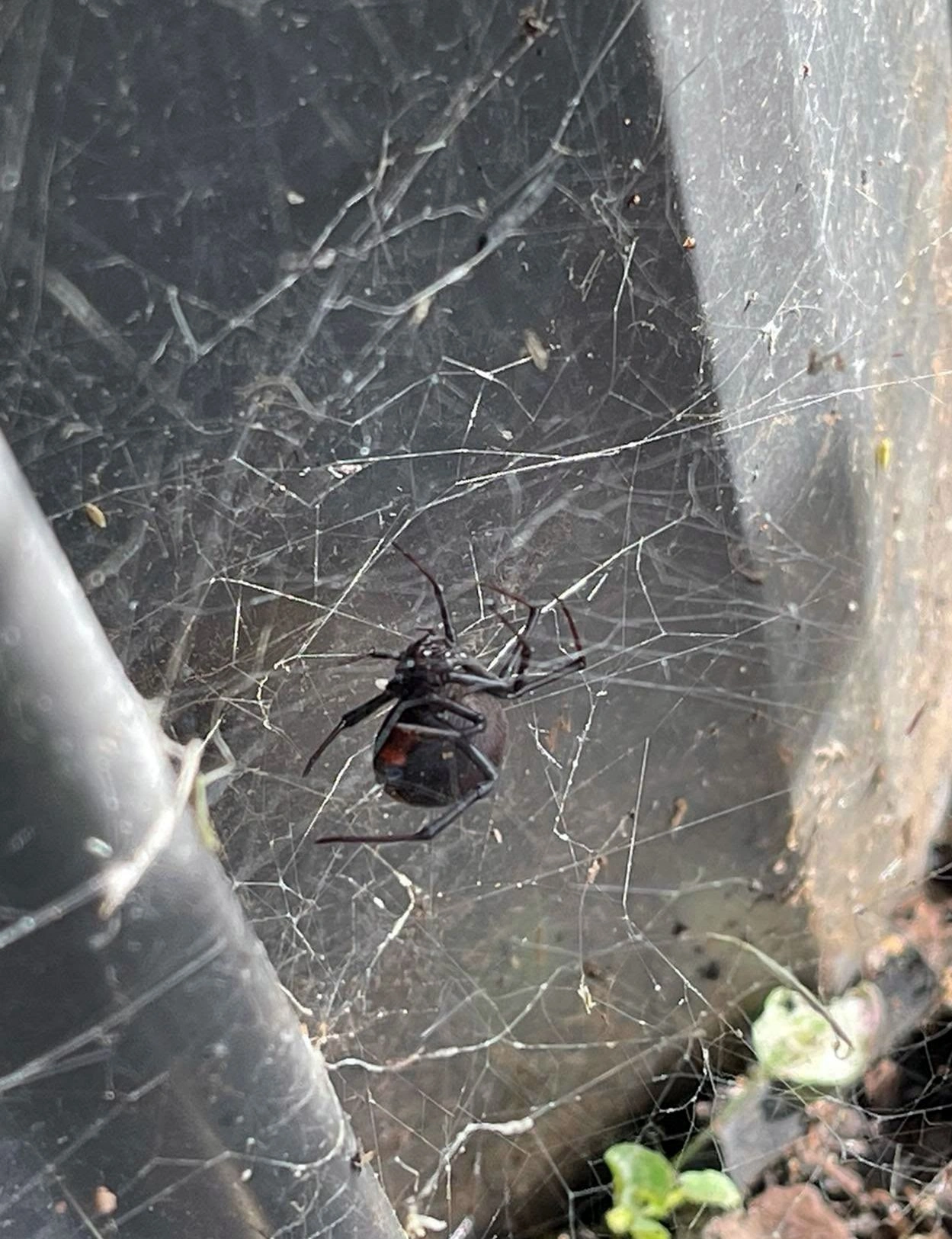 Commercial pest inspection completed by Bingville Pest Control technicians
